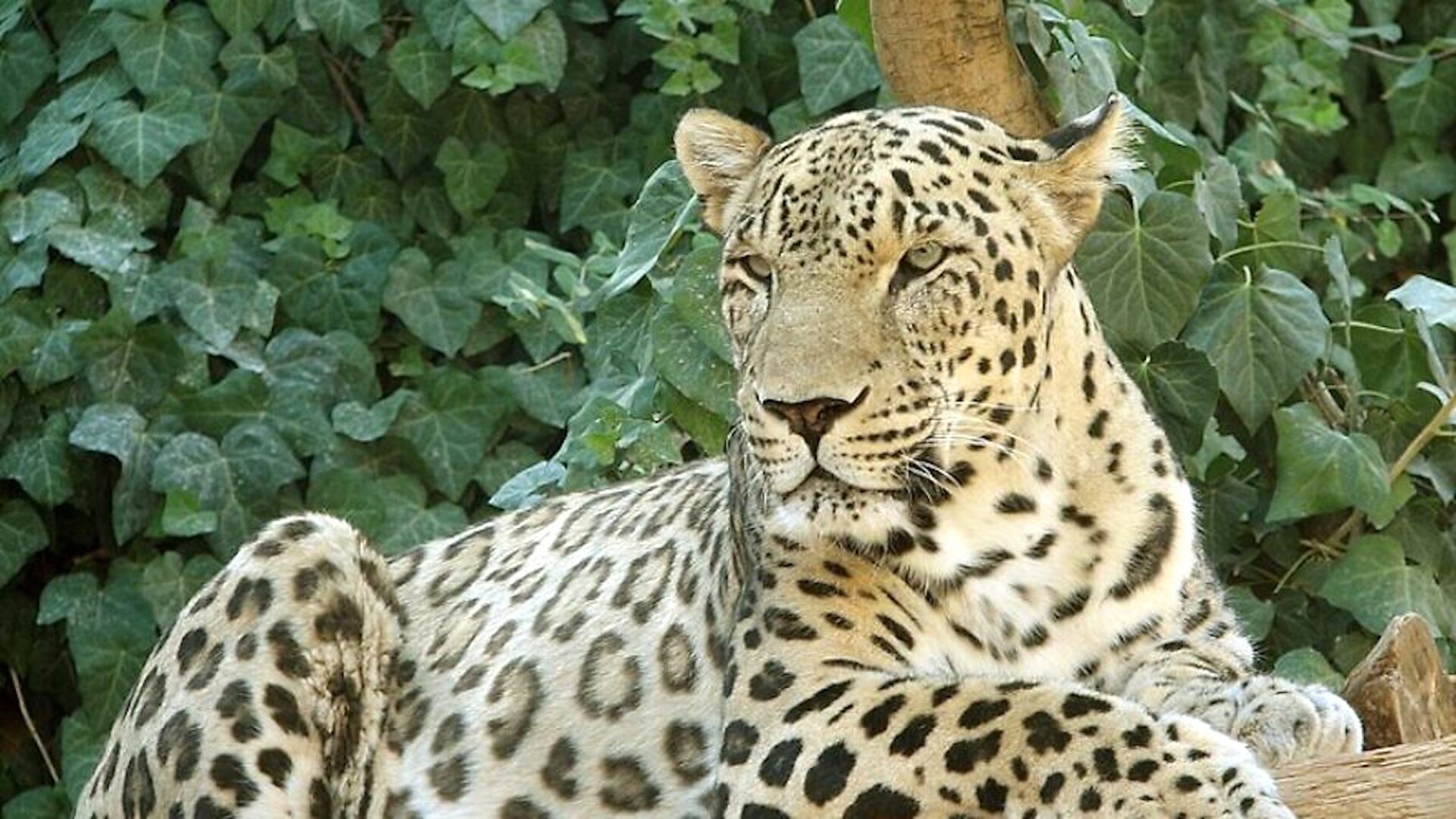 To save a species, a Persian leopard moves to Israel