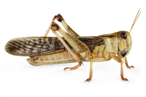 Israeli researchers discover female locusts’ ‘superhero-like’ properties