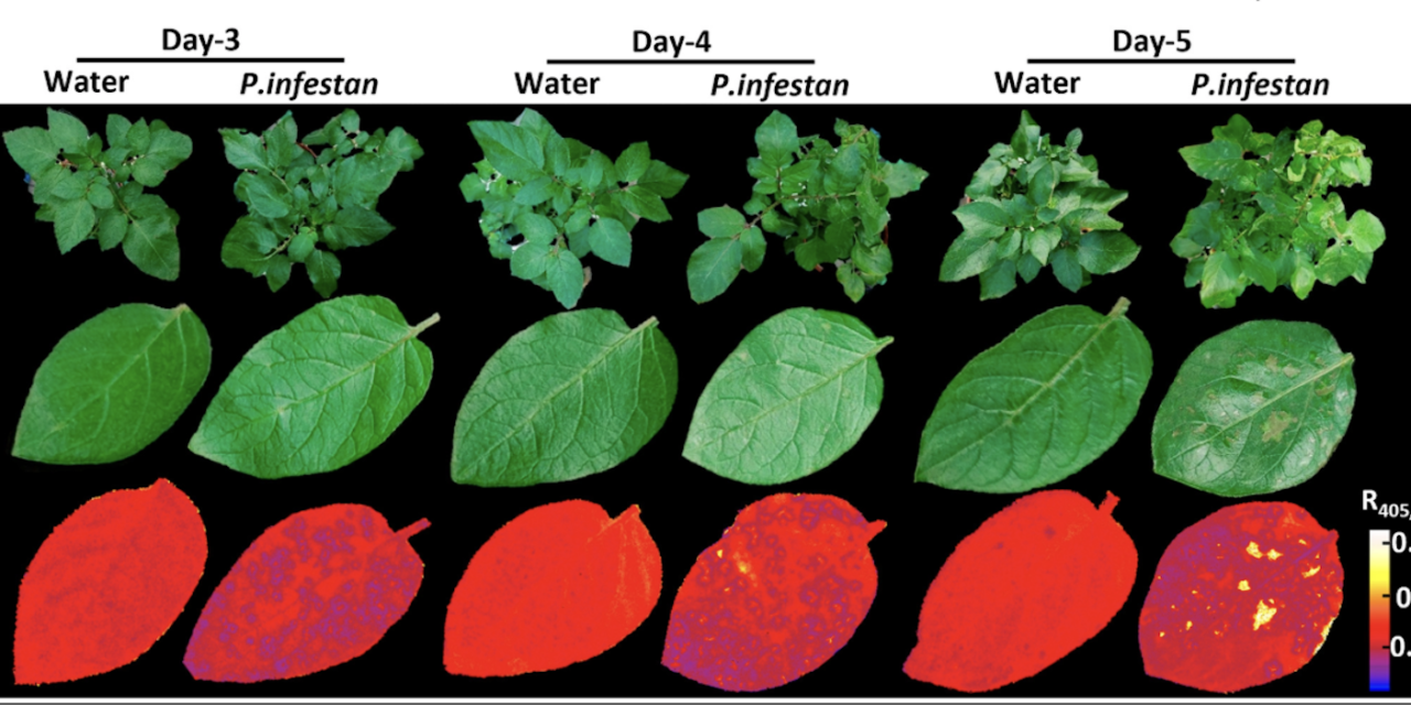 Protein-based biosensor detects potato and tomato crop disease