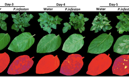 Protein-based biosensor detects potato and tomato crop disease