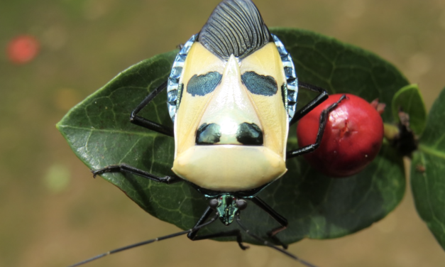 Insect named for Hitler draws criticism from organizational, academic circles