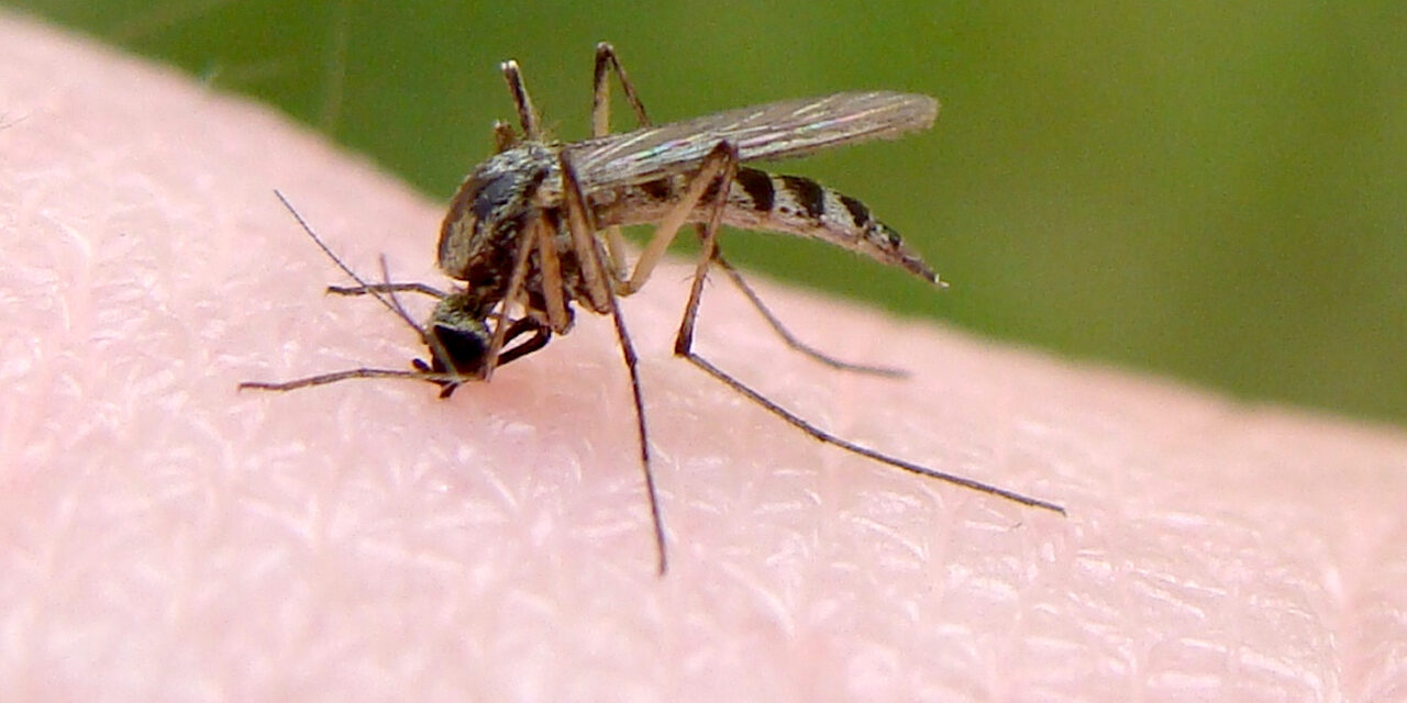 Hebrew U. researchers develop new method  to prevent mosquito bites