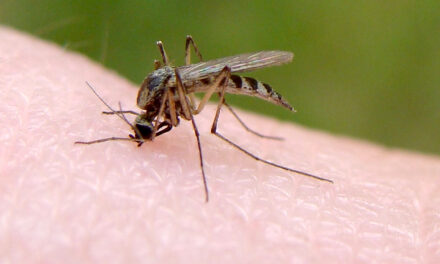 Hebrew U. researchers develop new method  to prevent mosquito bites