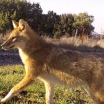 Are jackals becoming domesticated?