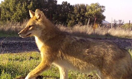 Are jackals becoming domesticated?