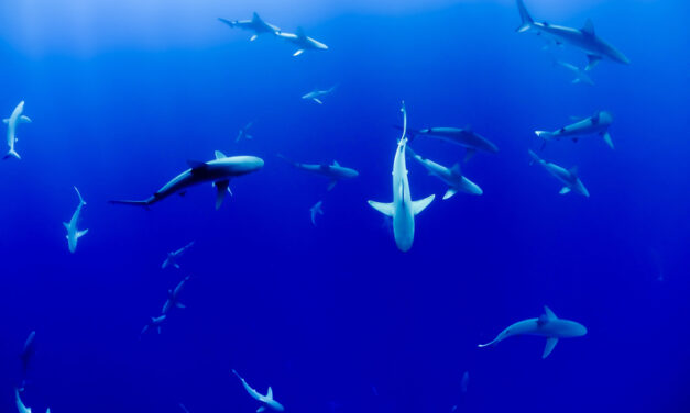 University of Haifa researchers win National Geographic grant to track sharks