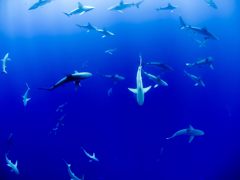 University of Haifa researchers win National Geographic grant to track sharks