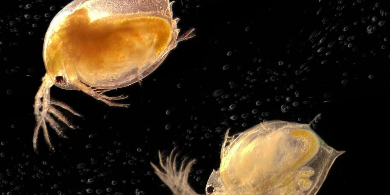 Israeli findings on parasites could protect endangered species