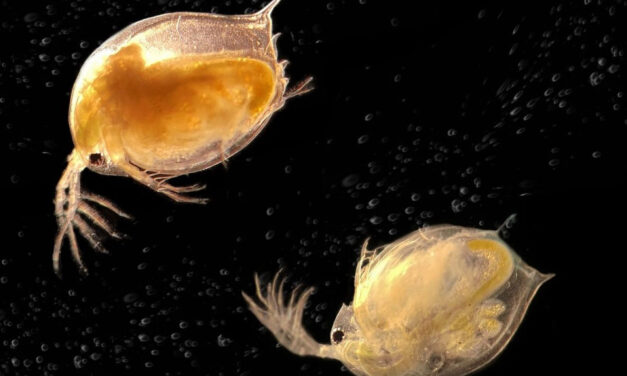 Israeli findings on parasites could protect endangered species