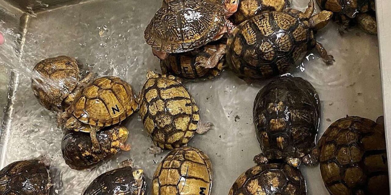 Israeli held in Madagascar for trying to smuggle out rare tortoises