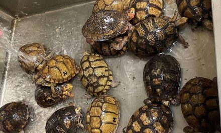 Israeli held in Madagascar for trying to smuggle out rare tortoises