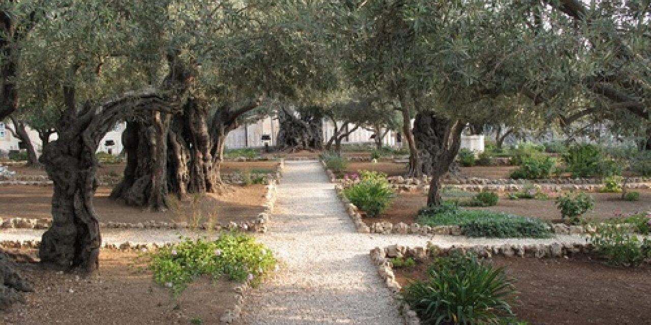 The Palestinian olive tree litmus test