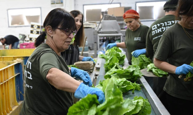 Volunteers give first aid to Israeli agriculture