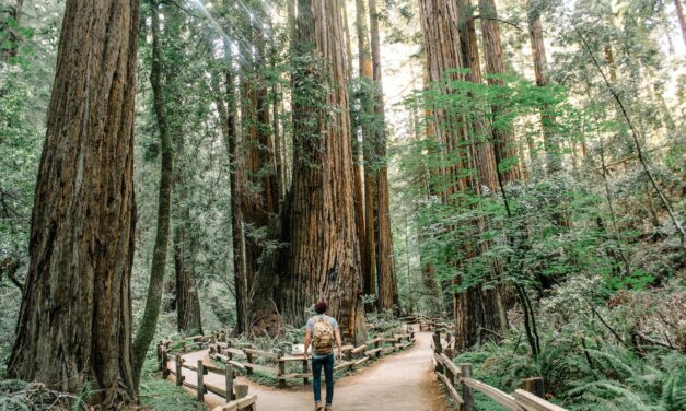 Trees sing to the heart as we note Tu B’Shevat