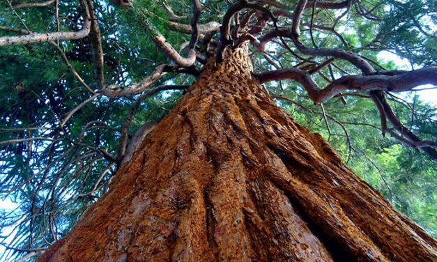 California calendar marks ‘New Year of the Trees’