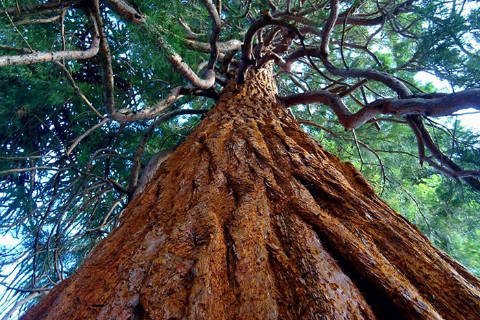 California calendar marks ‘New Year of the Trees’