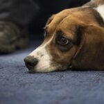 Canine therapy helps soldiers cope with PTSD