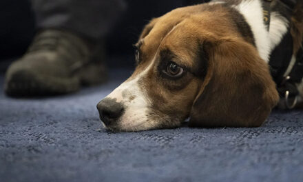Canine therapy helps soldiers cope with PTSD