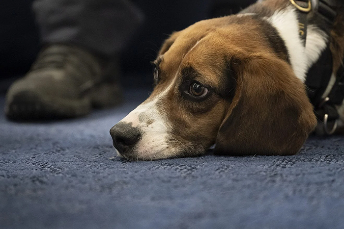 Canine therapy helps soldiers cope with PTSD