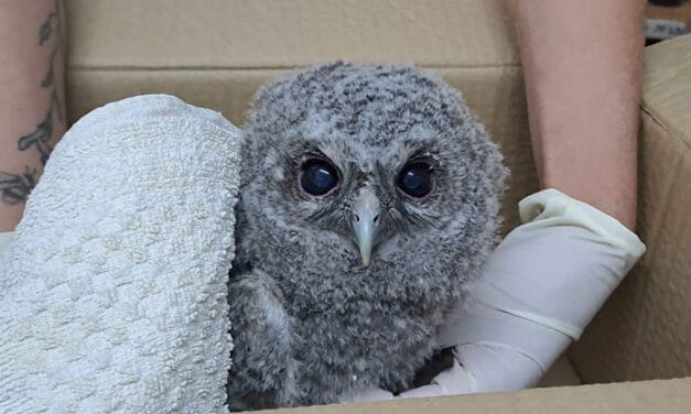 Rescue operation of a newborn Tawny Owl: Expected to be returned to the wild