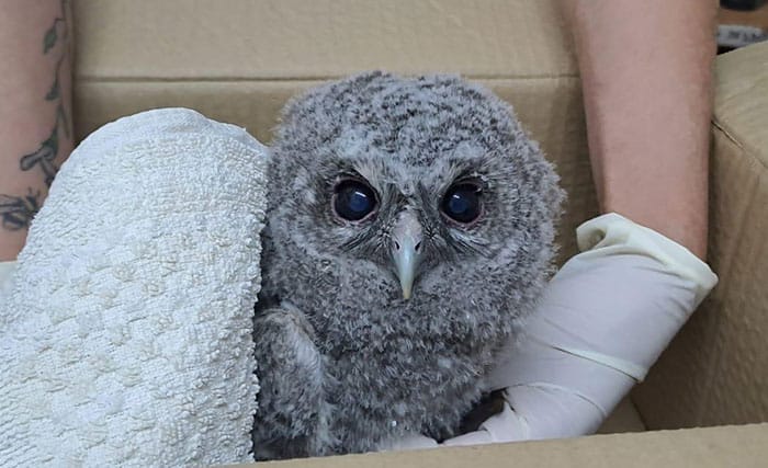 Rescue operation of a newborn Tawny Owl: Expected to be returned to the wild