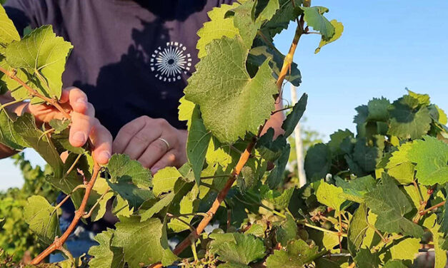 Israel’s winemakers carry on despite the war