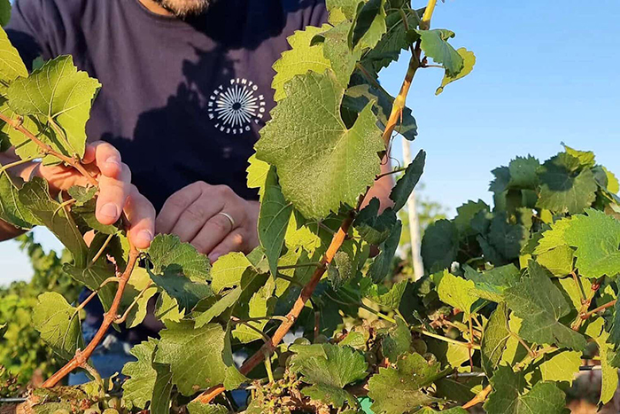 Israel’s winemakers carry on despite the war