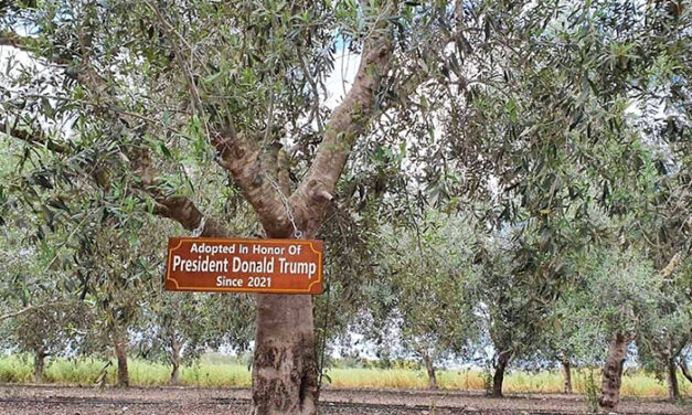 ‘My Tree in Israel’: Another way to connect with Israel