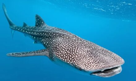 Rare whale shark that drew crowds in Israel meets end in Gaza