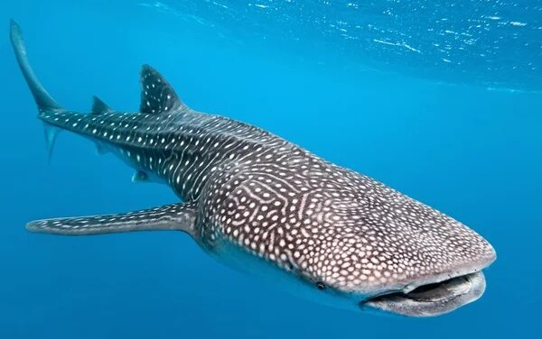 Rare whale shark that drew crowds in Israel meets end in Gaza