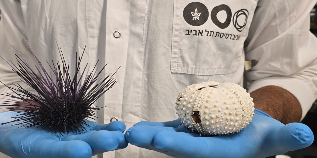 Evidence of a global wave of sea urchin mass mortality