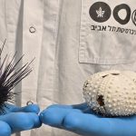 Evidence of a global wave of sea urchin mass mortality