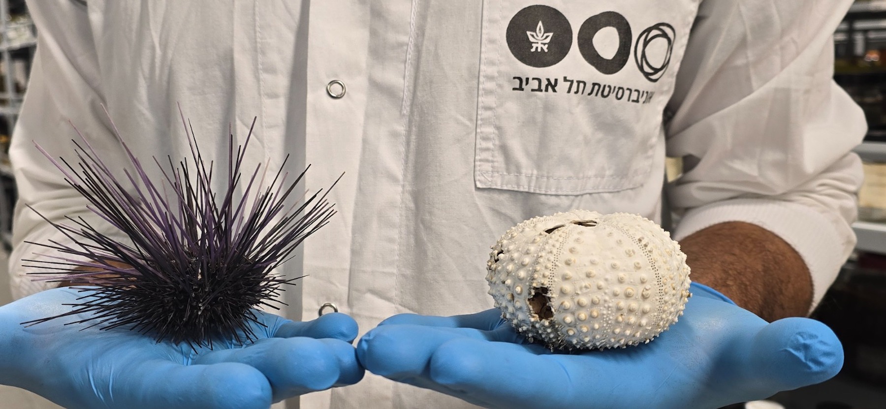 Evidence of a global wave of sea urchin mass mortality
